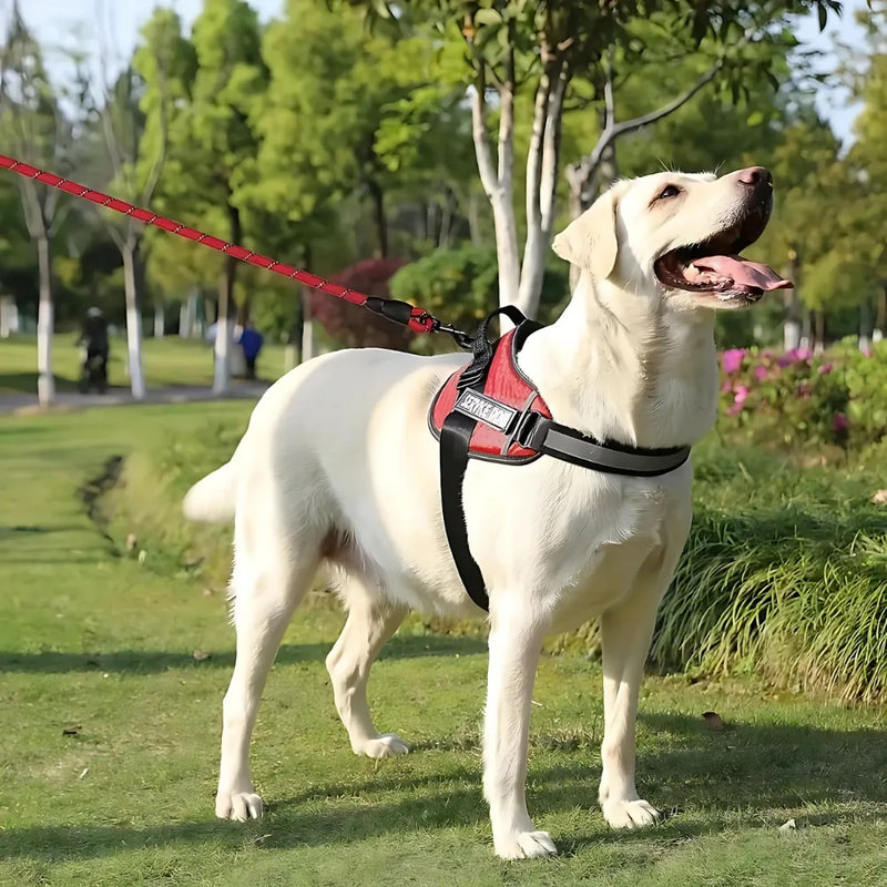 Peitoral DogFit | Passeio mais seguro e sem puxões!