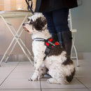 Peitoral DogFit | Passeio mais seguro e sem puxões!